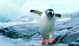 企鹅吃瓜爆料视频在线观看,热门视频在线观看，笑料百出！